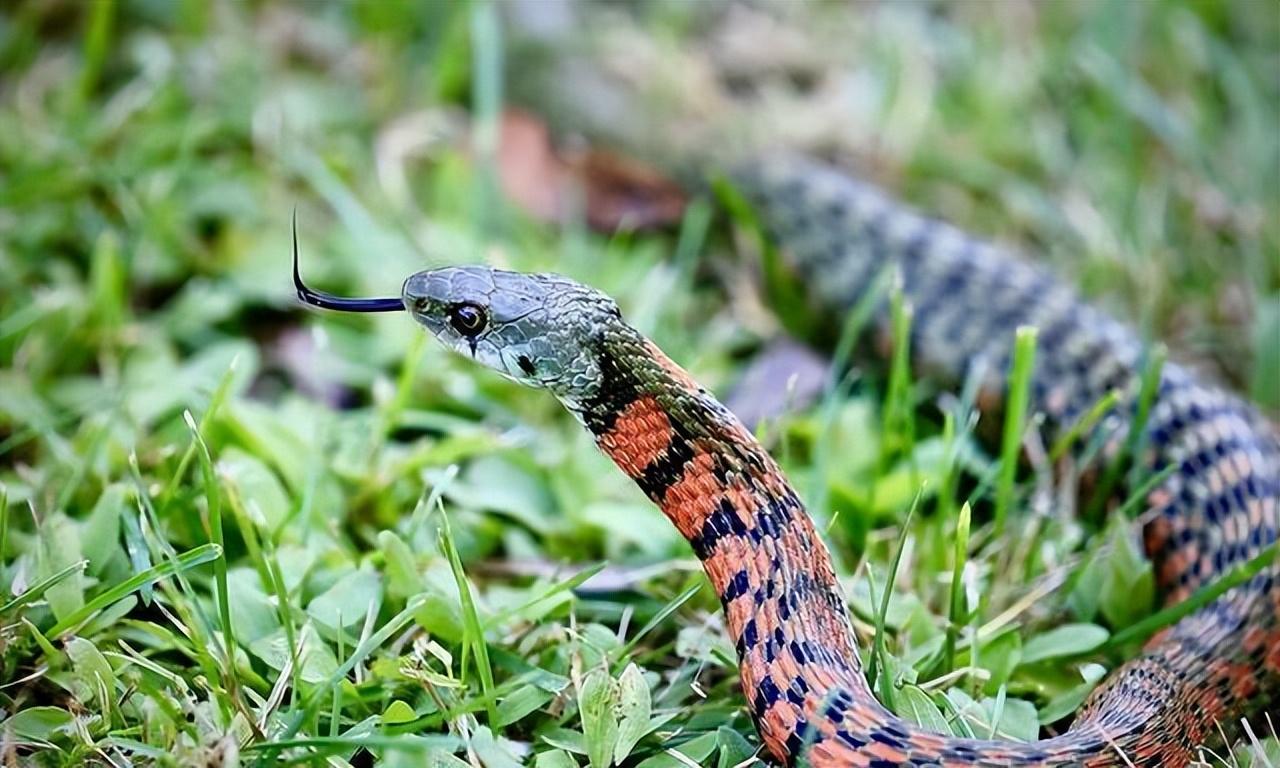 回顾麦稍蛇究竟是什么它们为何会在麦芒上飞
