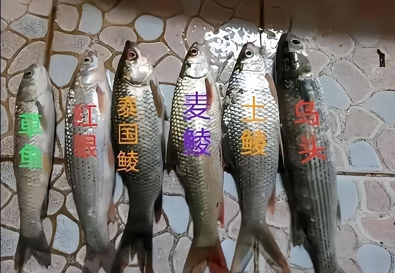 很多人为了方便就直接叫它麦鲮,因为他的外形和鲮鱼差不多, 对这