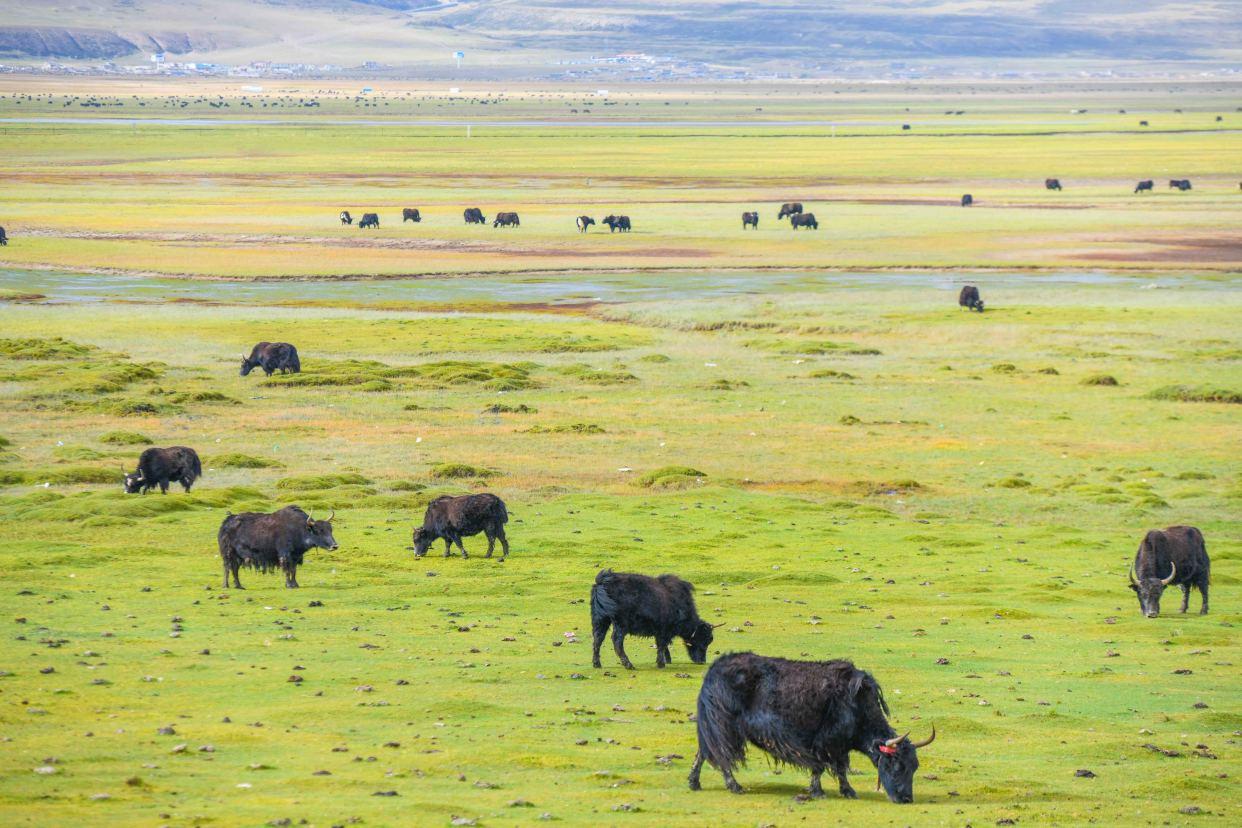 回顾西藏野牦牛下山抢亲藏民却根本不生气反而欢迎它到来