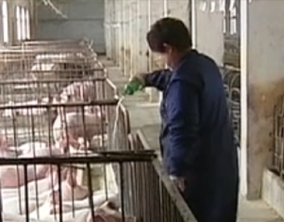 05年农村大姐欠债百万却坚持用白酒喂猪5年后所有人目瞪口呆