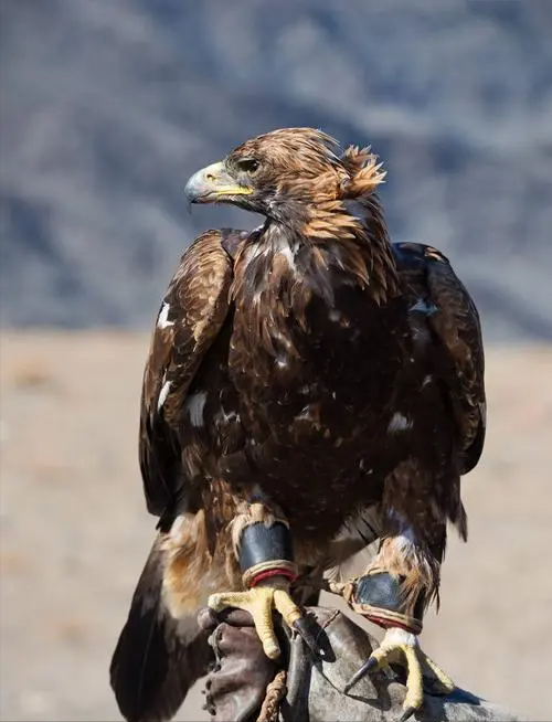 回顾:北方空中霸主非常怕热经常低空快速飞行,长矛猎鹰有什么特别
