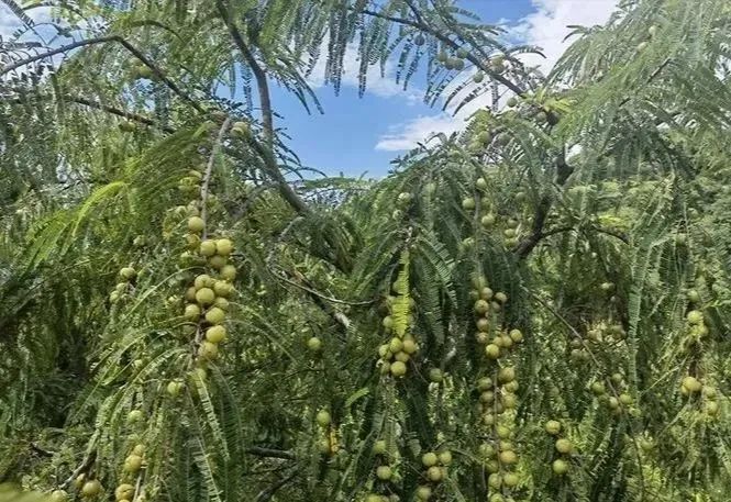 北方种植什么赚钱快不愁卖(北方种植什么赚钱快不愁卖菜)
