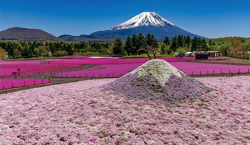 最好拍的粉色富士山赏樱绝景4选