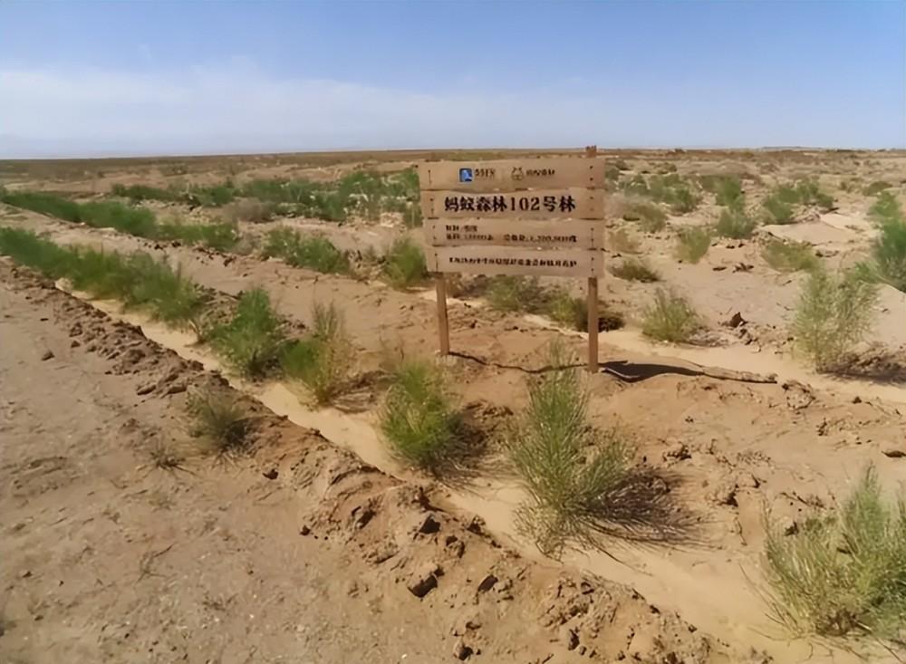 蚂蚁森林的出现