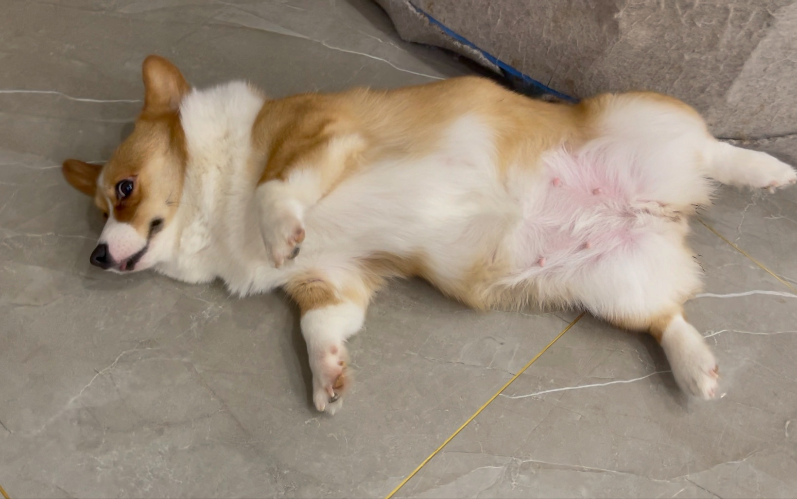 原来狗狗"四脚朝天",是有这些含义,很多人都不清楚