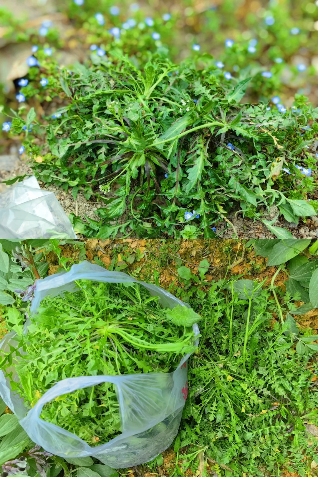 送你一部"野菜大图鉴",教你轻松识别14种野菜