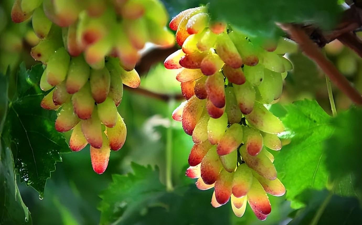 上坟不带4果桃子不摆供桌老祖宗所说的4果指什么水果