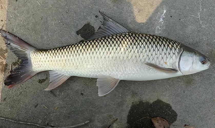 回顾入侵我国最成功的鱼在南方繁衍多年有人误以为它是草鱼