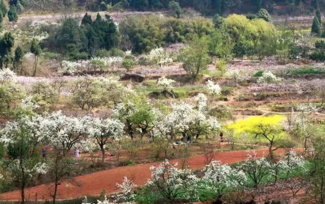 四川广汉连.@川渝周边游的动态