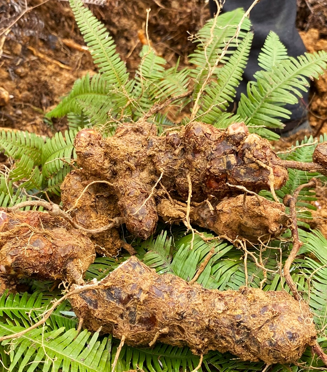 野生土茯苓种植图片图片