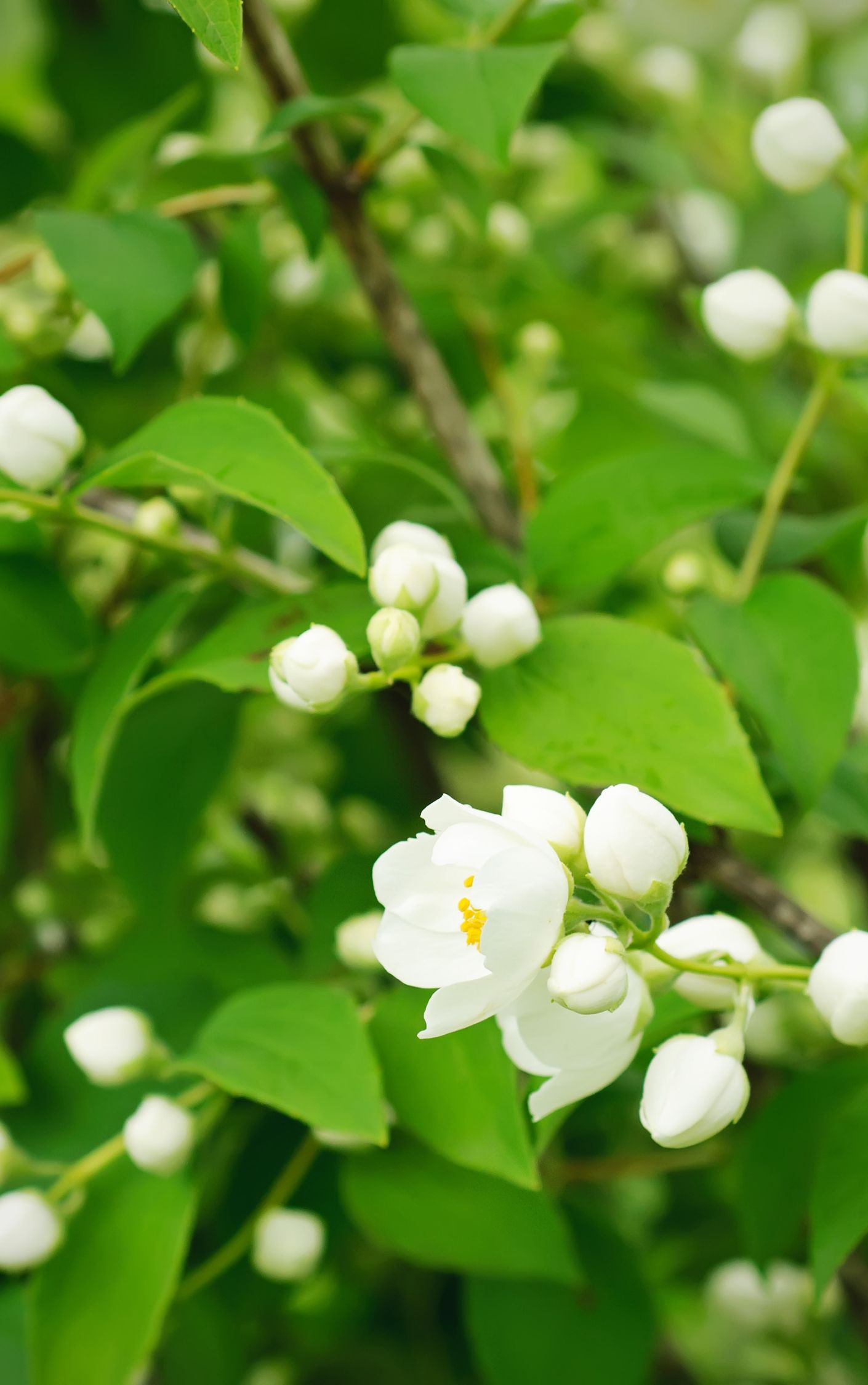 茉莉花记录卡图片图片