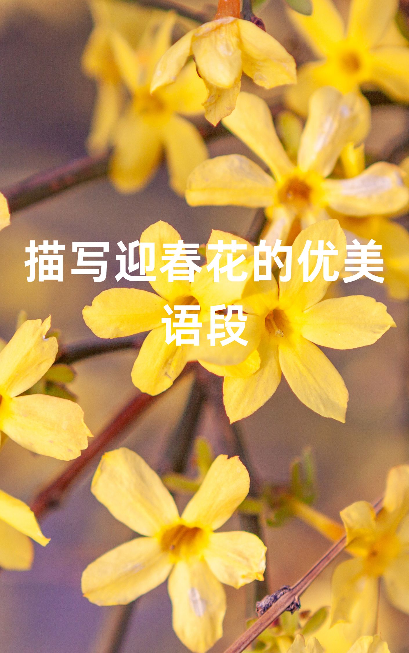 描写迎春花的样子图片