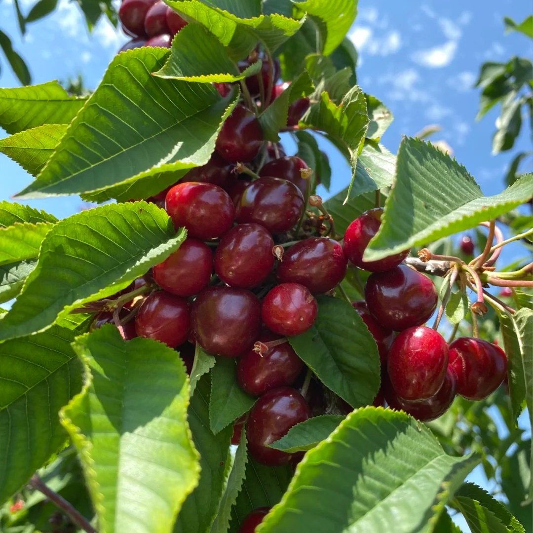 车厘子树图片