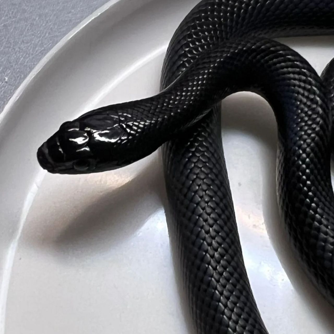 黑曼巴蛇是一种令人敬畏的生物,它是非洲最长,最可怕的毒蛇,也是式珑