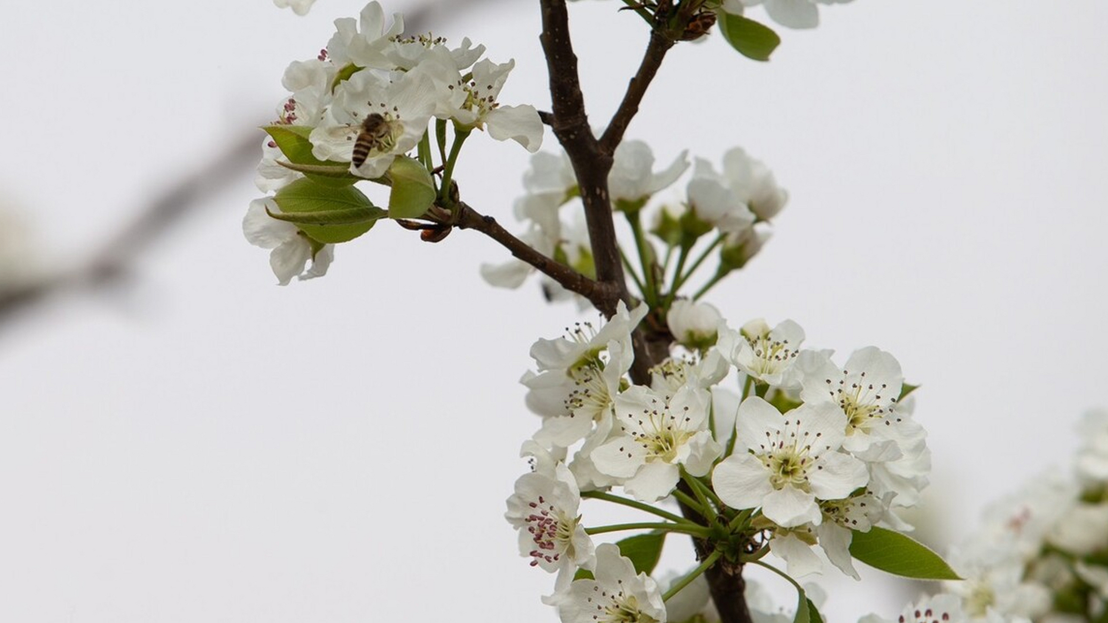 在云南昆明的万溪冲梨花园,春天的气息已经浓烈到无法忽视.