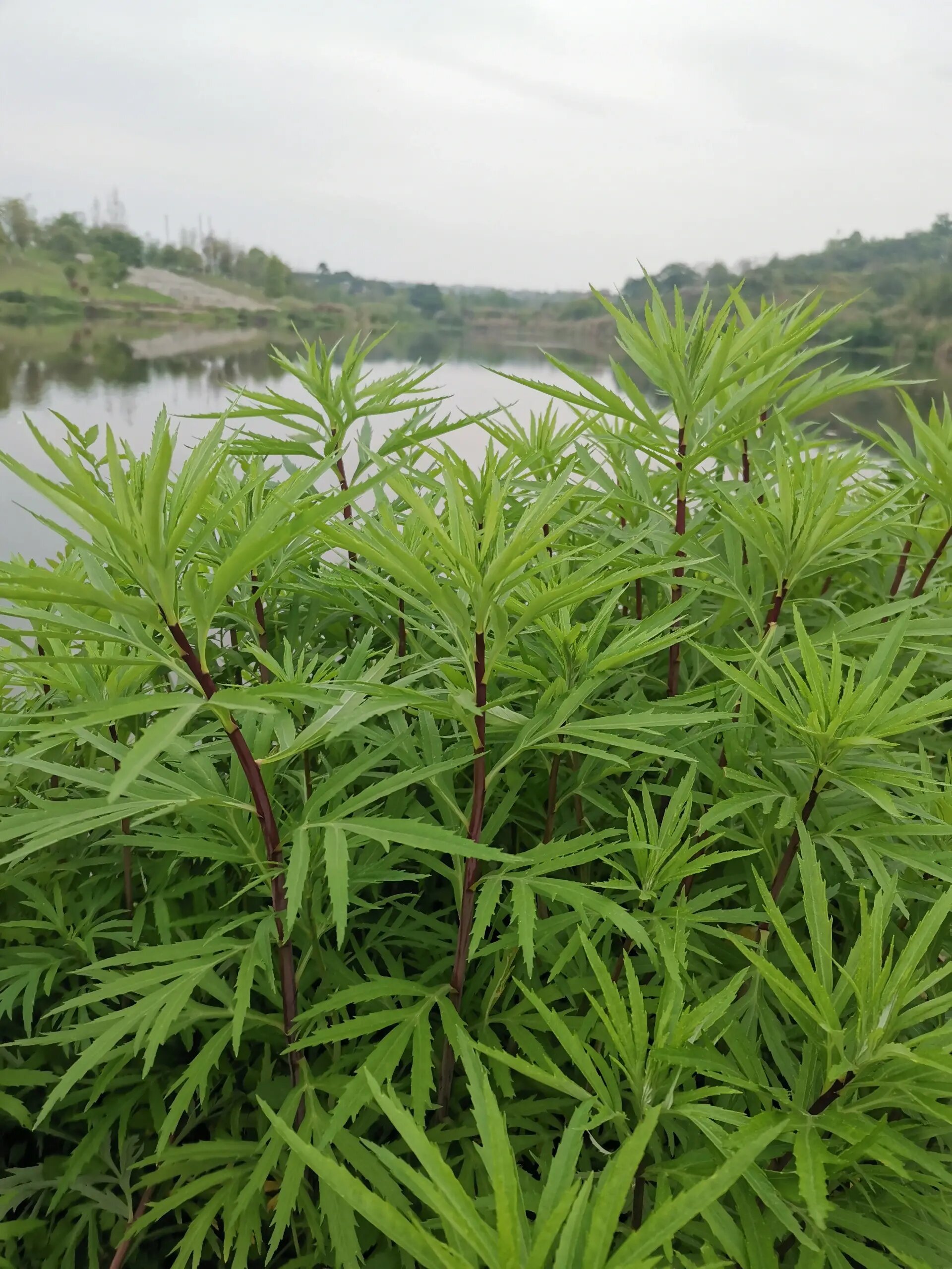 蒌蒿的图片 91蒌蒿生长在水岸边 @艾艾小记的动态