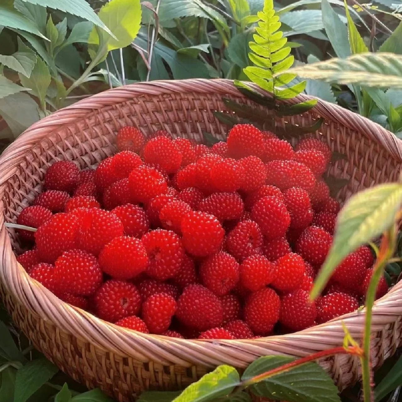 杨梅属真实图片