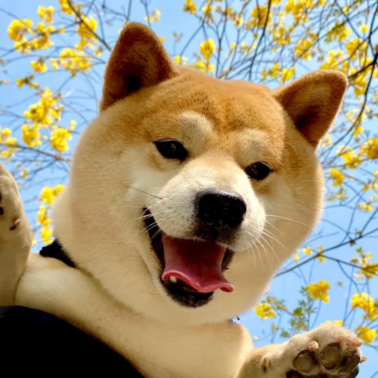 78柴犬众多表情包出圈,它性格温顺友善,可爱亲人.