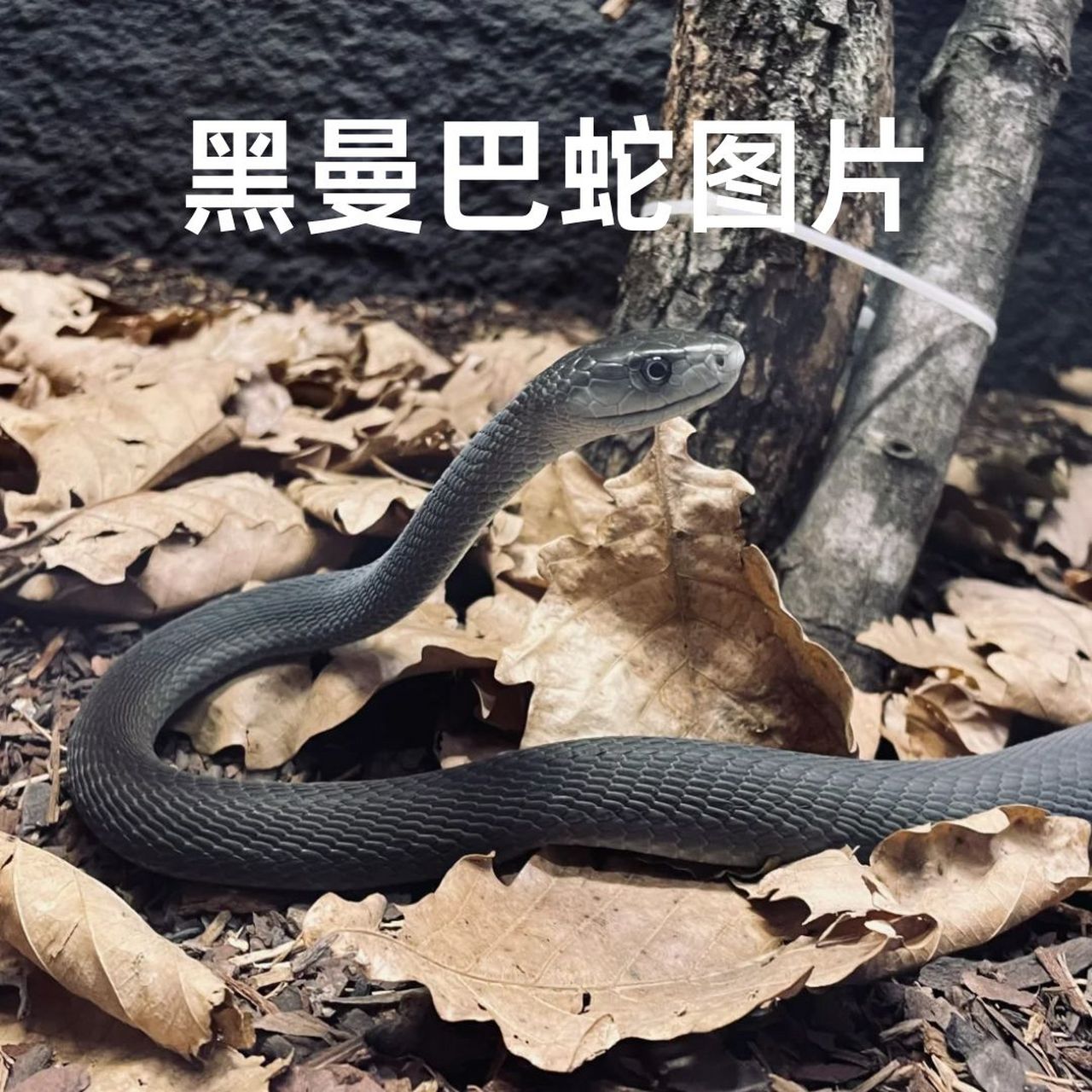 黑曼巴蛇是一种令人敬畏的生物,它是非洲最长,最可怕的毒蛇,也是式珑