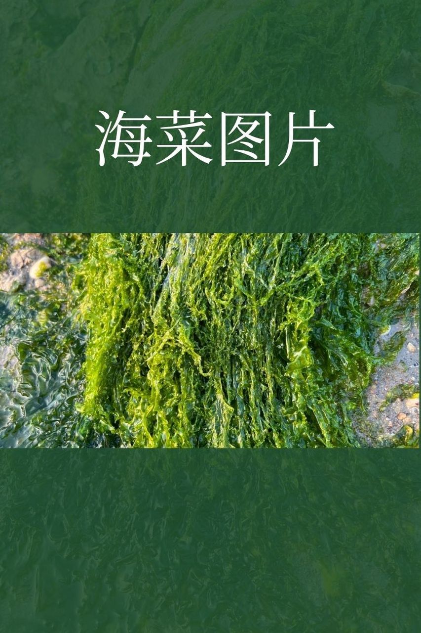 海里可食用的植物图片