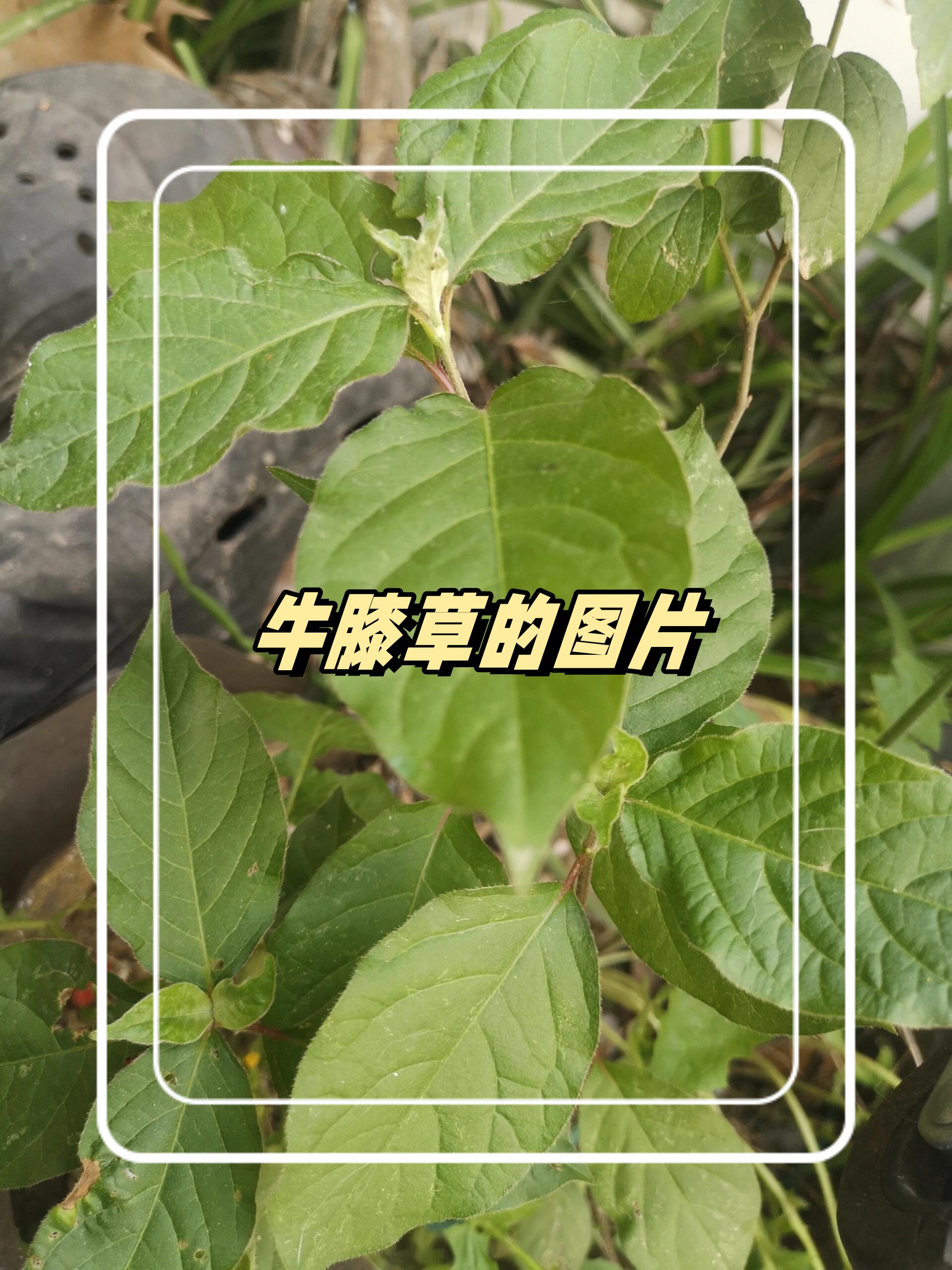 牛膝草的图片  [微风][微风]牛膝草是一种多年生草本植物,具有多种
