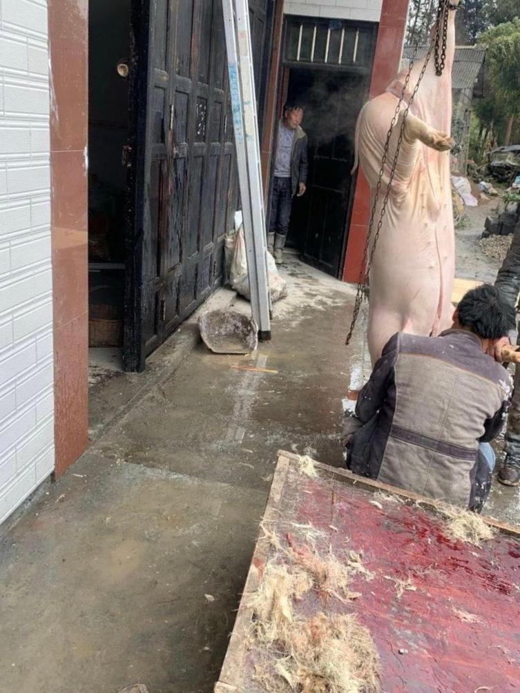 为什么杀年猪的时候只吊起一只脚?#热点引擎计划