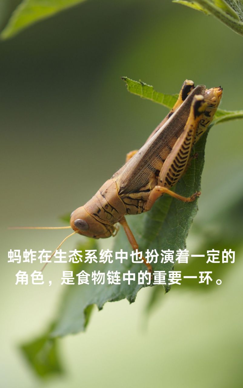 蚂蚱的特征怎么写  体型修长,通常为绿色或褐色,与周围环境融为一体