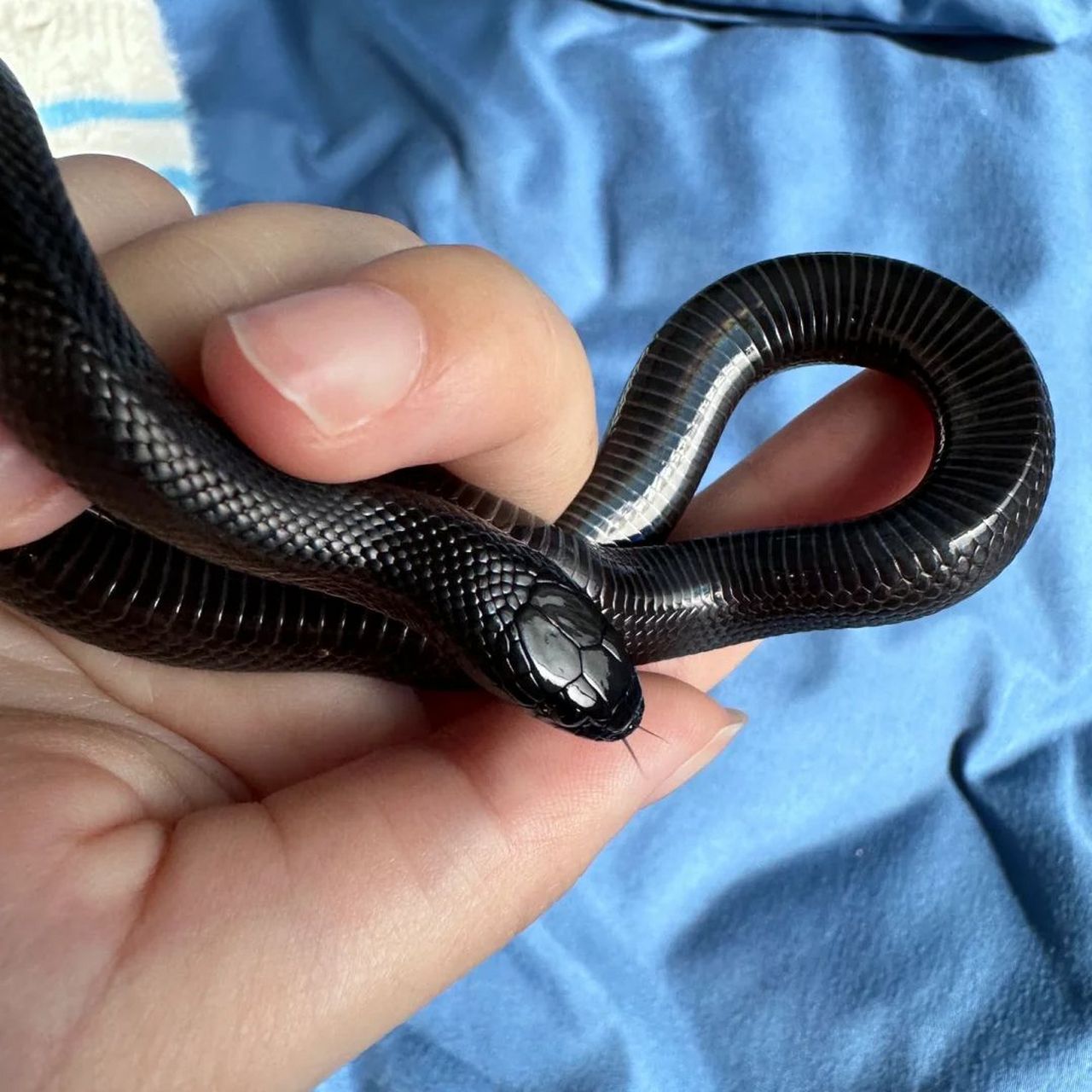 黑曼巴蛇是一种令人敬畏的生物,它是非洲最长,最可怕的毒蛇,也是式珑