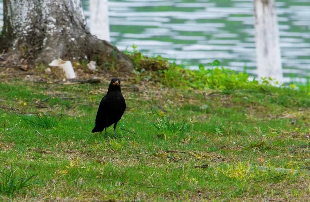 鸟不站树图片 各种鸟儿醒了过来.@一话一景的动态