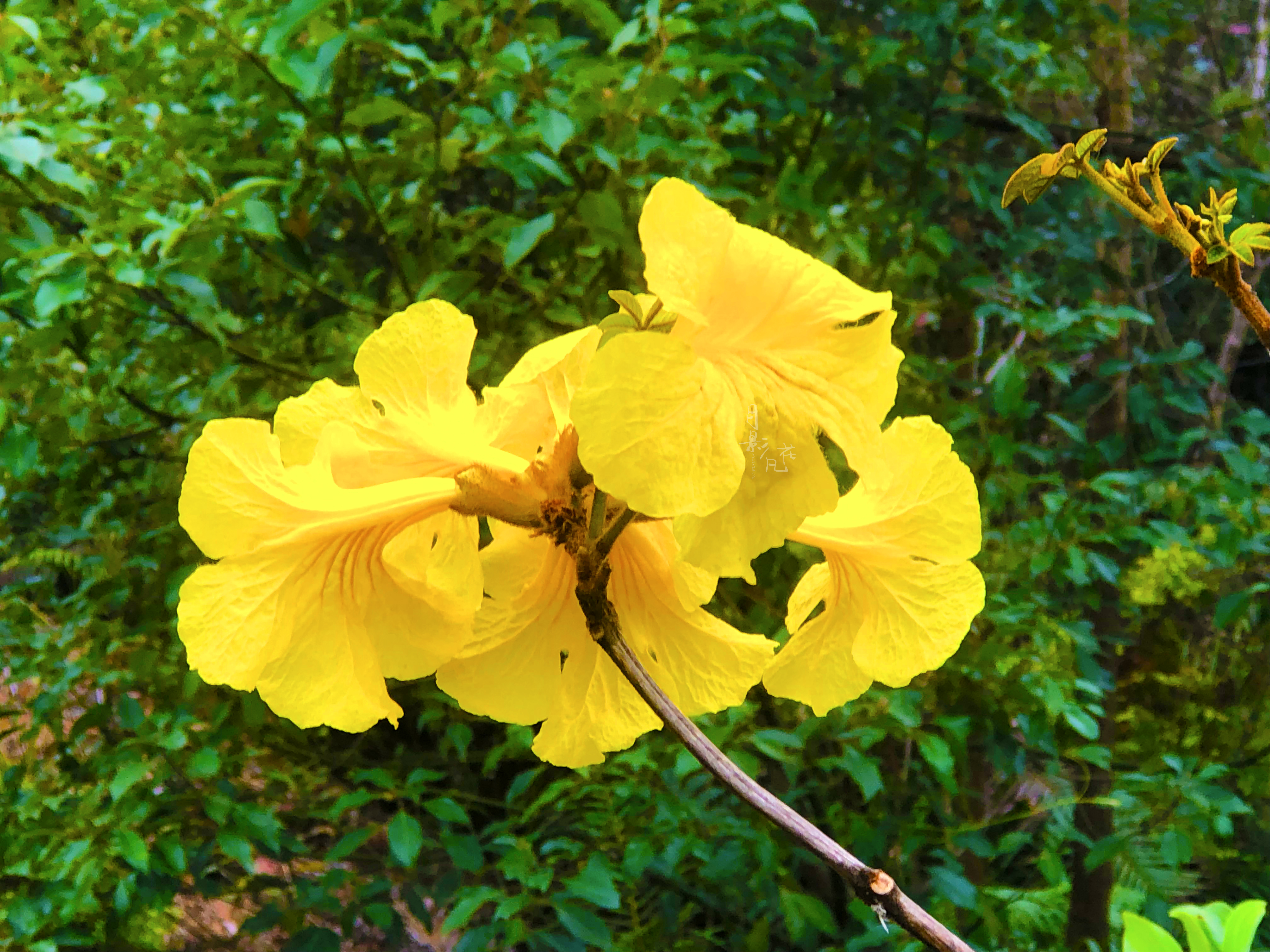 春风里的金色风铃花