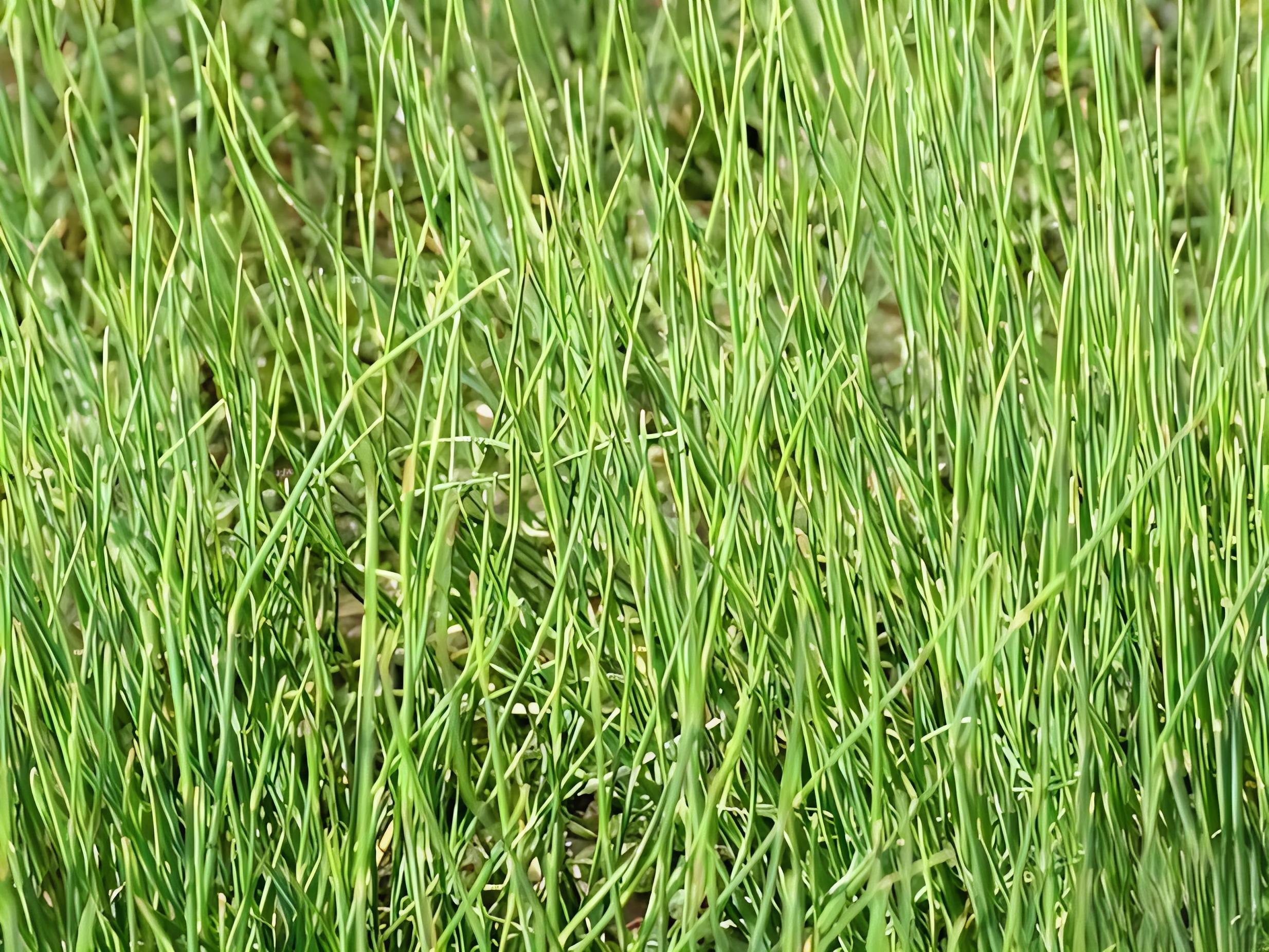麻黄是什么科的植物?