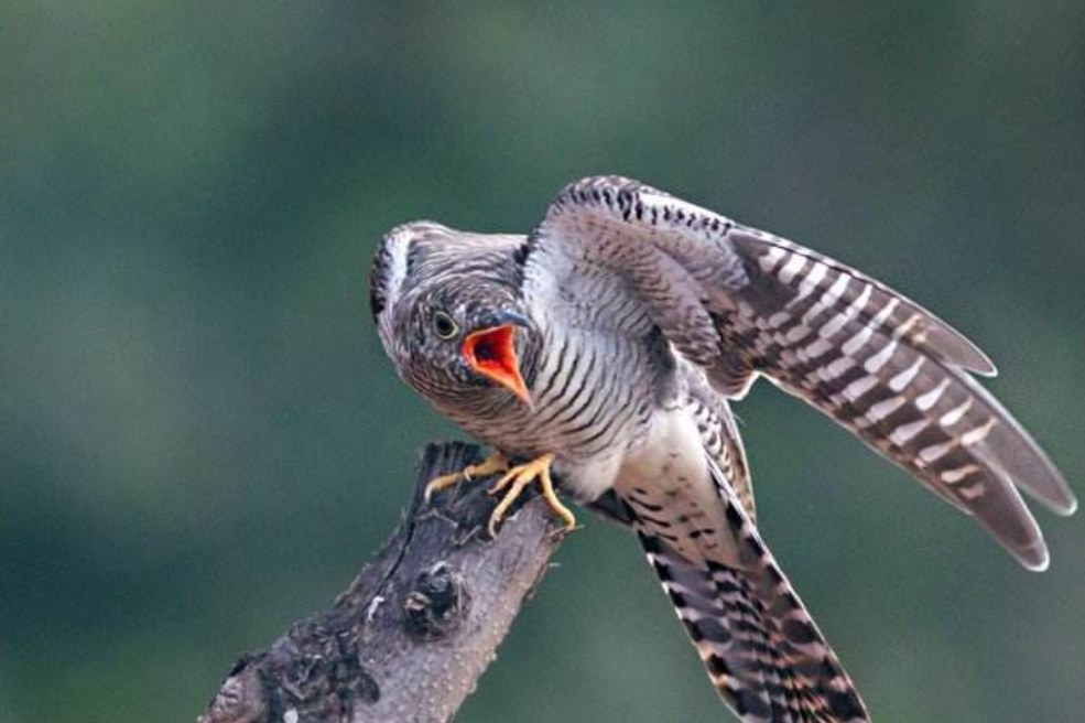 布谷鸟,又名杜鹃.外表美丽却心狠手辣!
