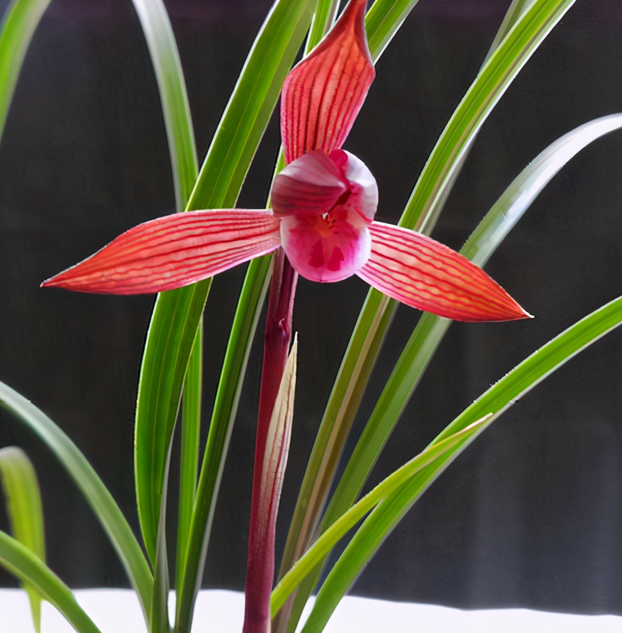 云南红花中的"佼佼者",花色排名前三,虽价格不高,但颜值在线