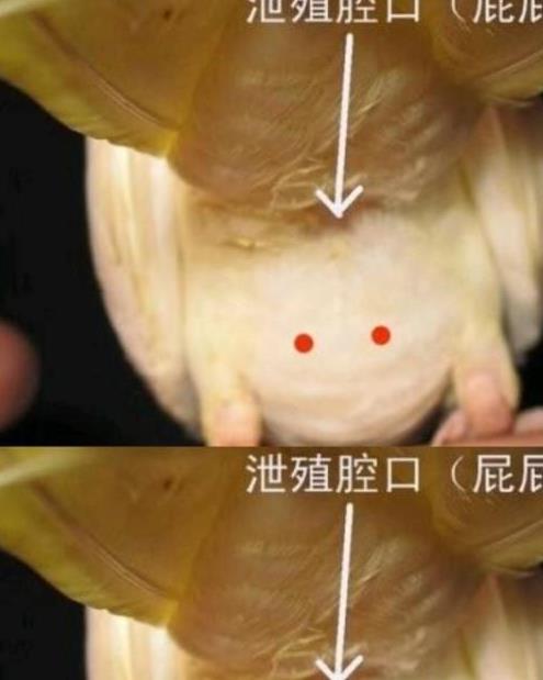 四种常见方法:帮你三秒分辨玄凤鹦鹉公母 原来这么简单值得收