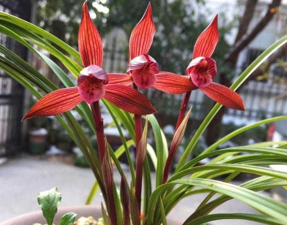 云南红花中的"佼佼者",花色排名前三,虽价格不高,但颜值在线