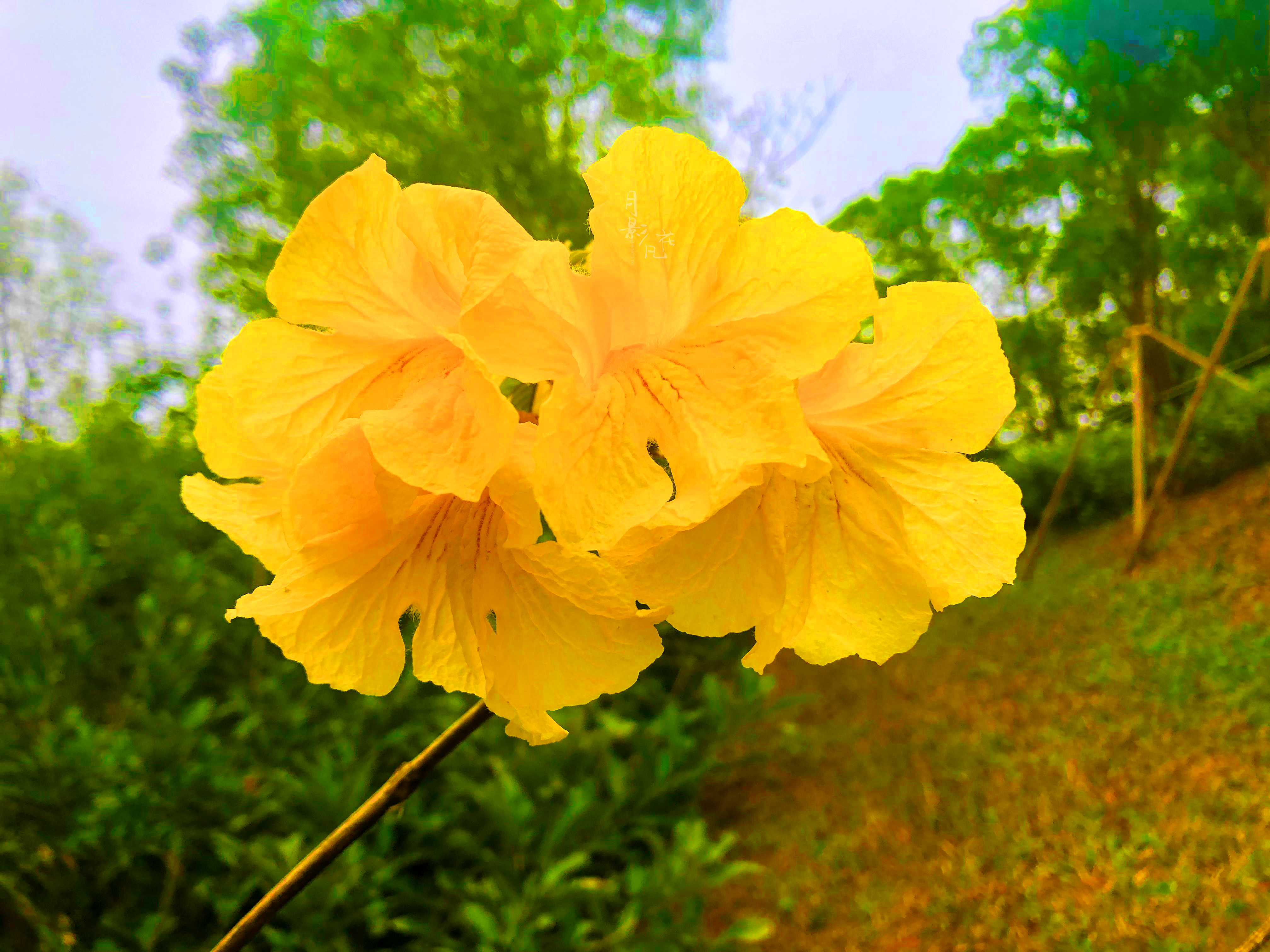 春风里的金色风铃花