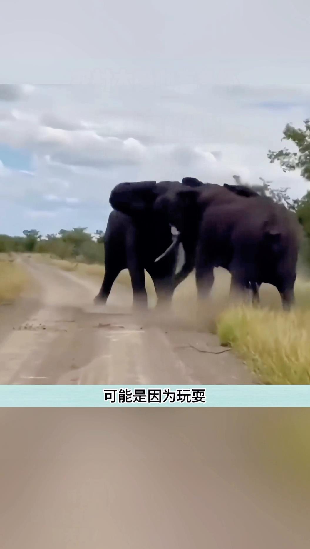 两只大象打架的场景真的太好笑了