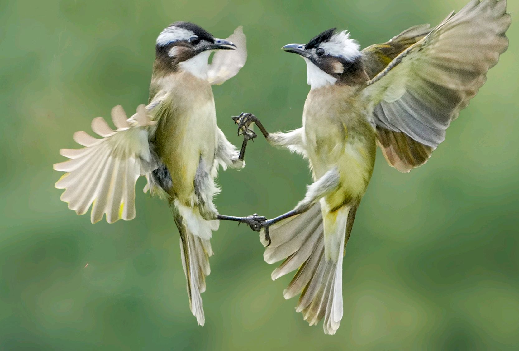 白头翁这种鸟值得饲养吗?