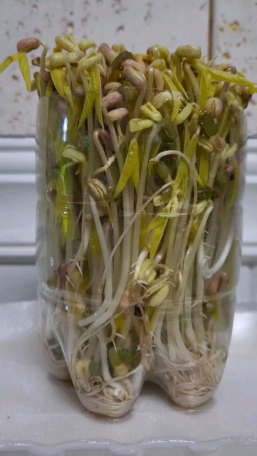 用饮料瓶在家培育豆芽