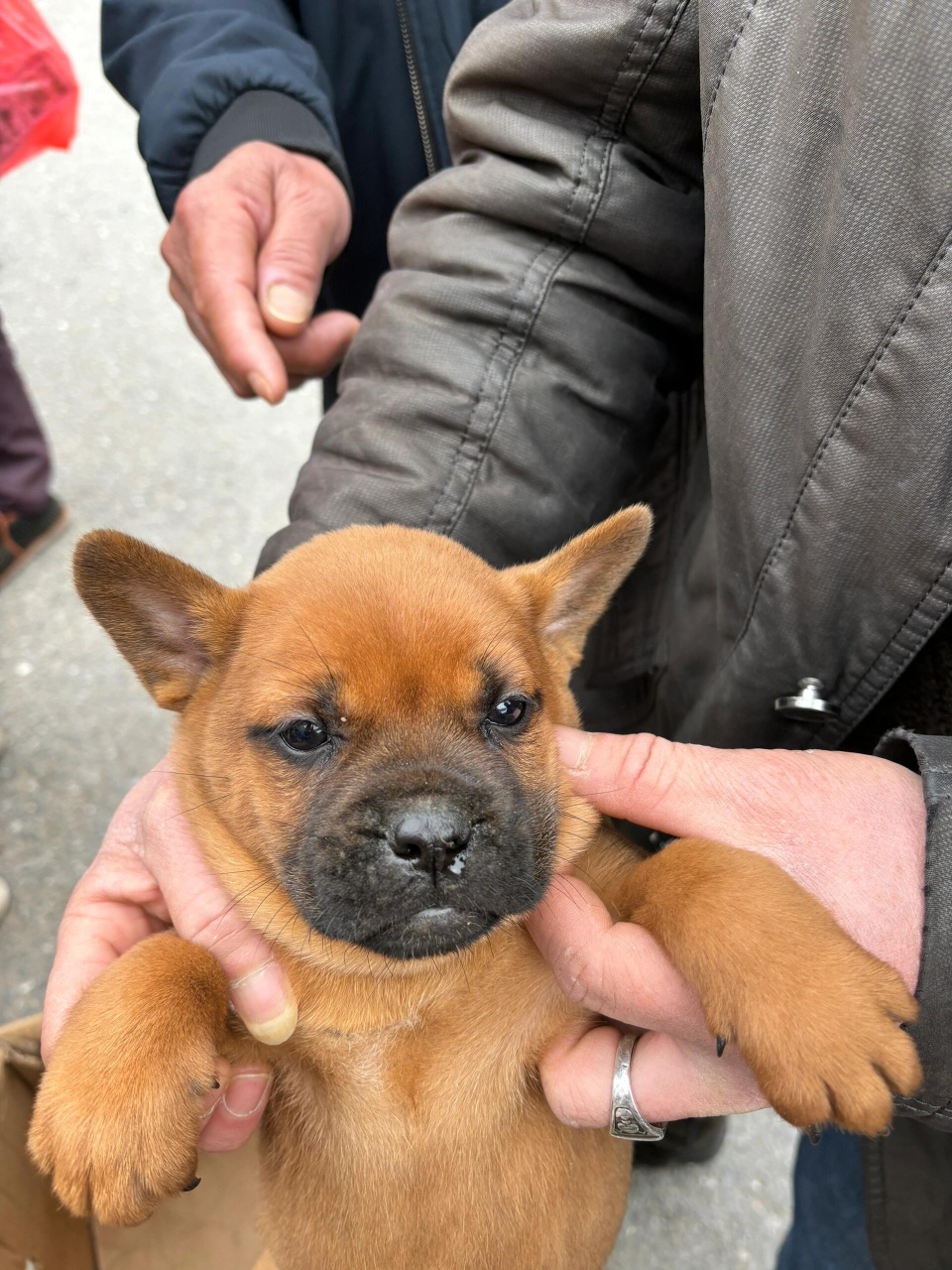 想买一只正宗的小土狗,大家帮忙看一下,这是正宗的土狗吗?