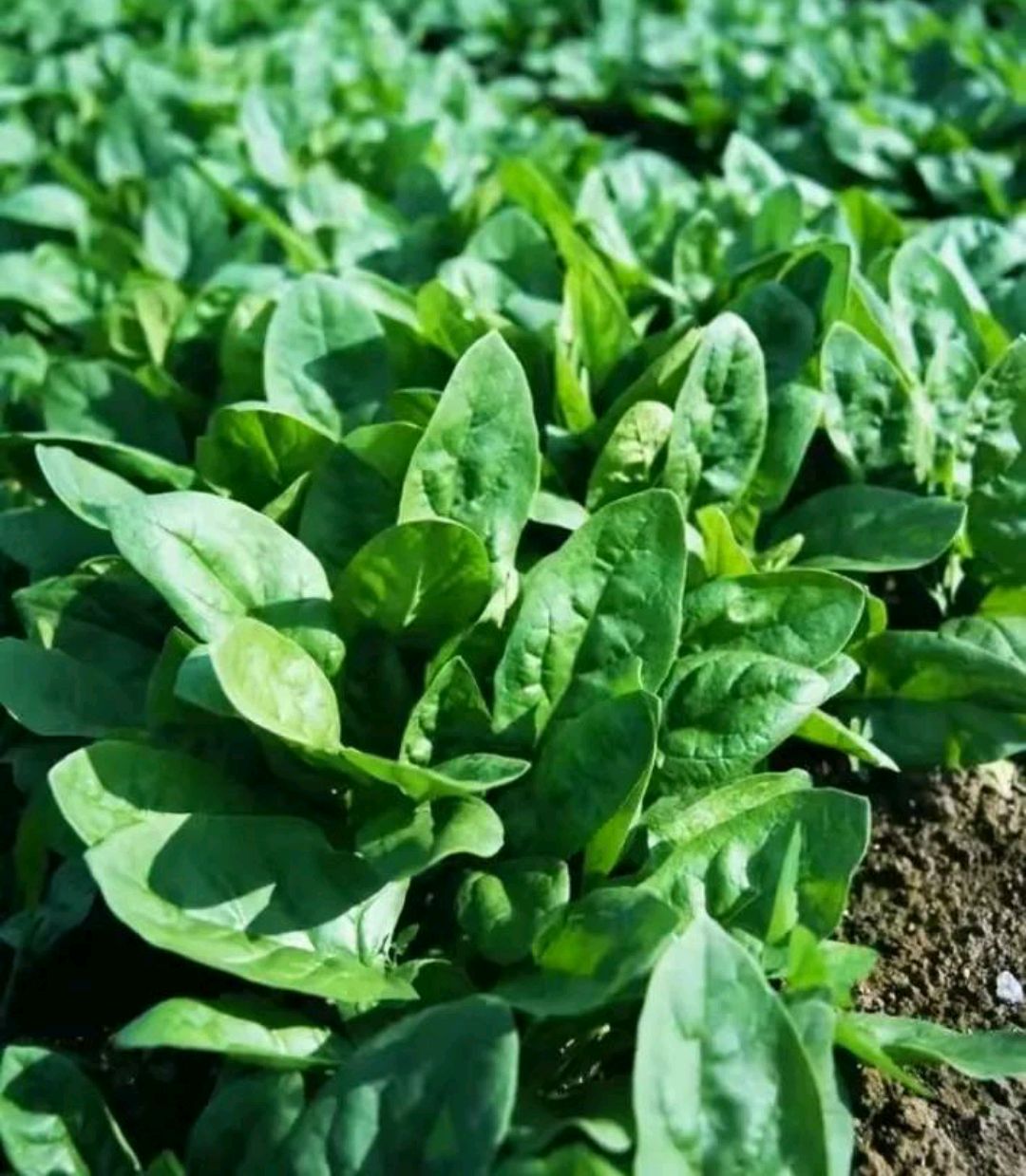 菠菜-春天时令蔬菜保健又好吃