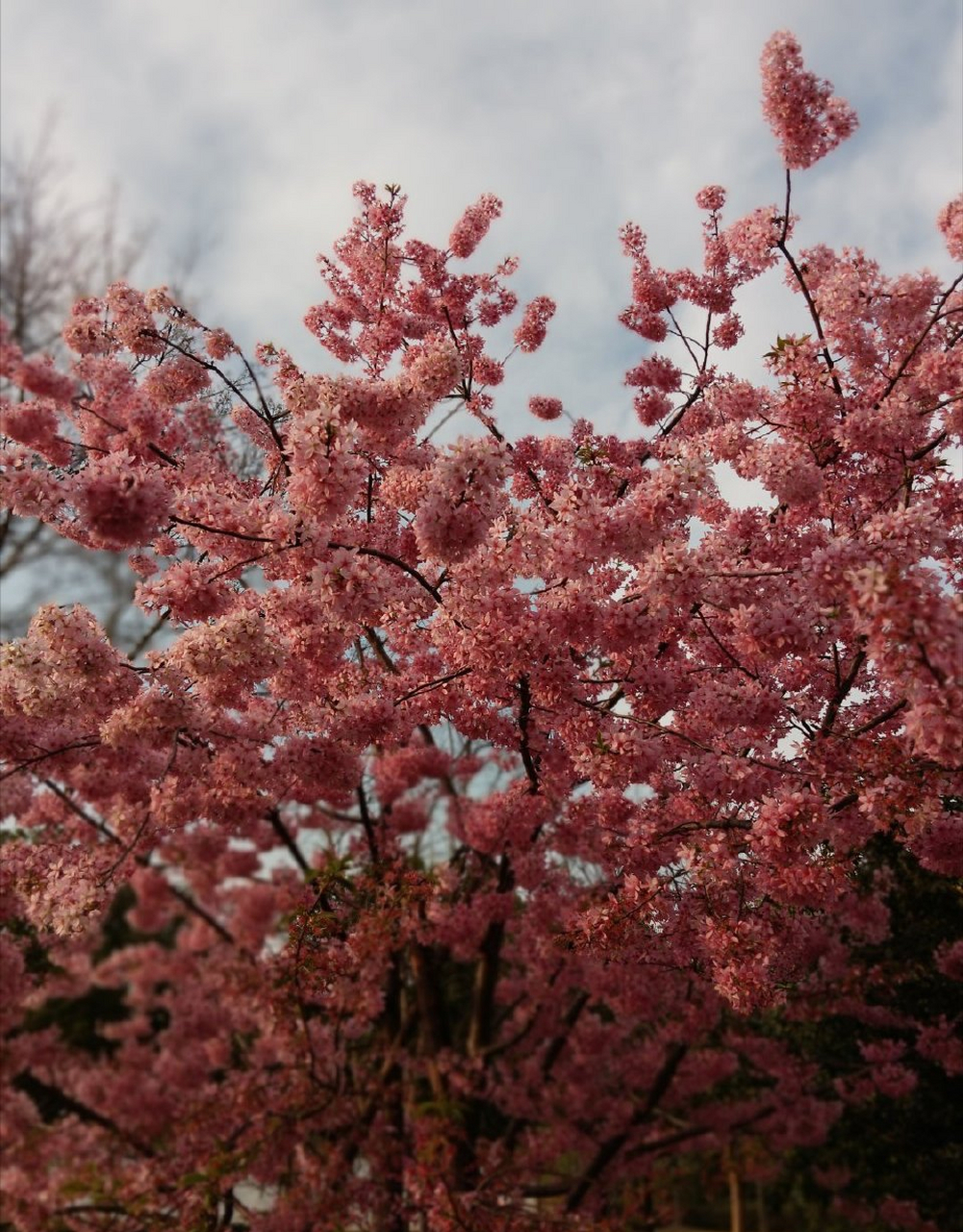 木兰花慢   携外子游园有感 见樱花烂漫,抬眼望,最清明.