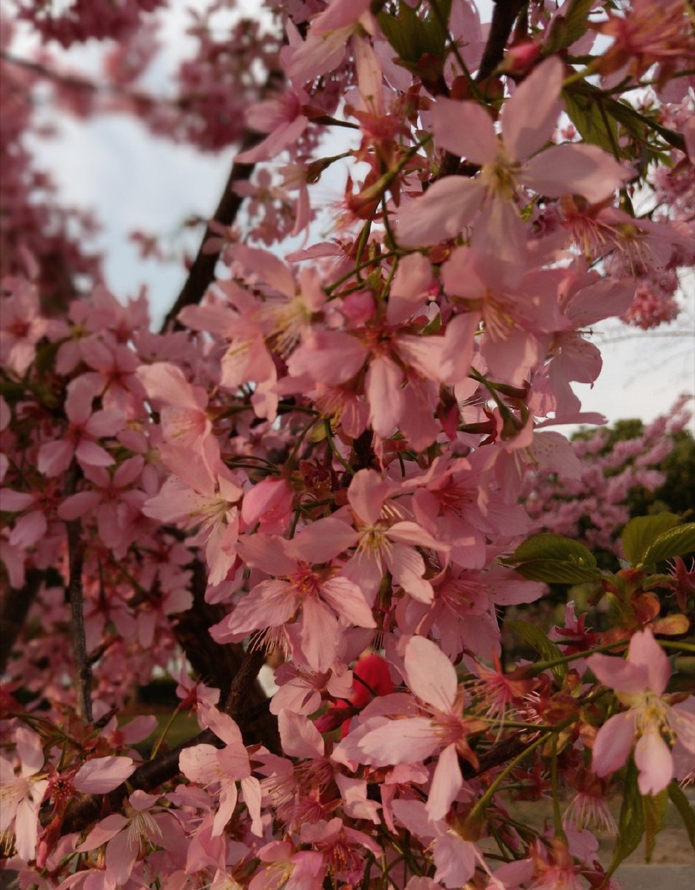 木兰花慢   携外子游园有感 见樱花烂漫,抬眼望,最清明.