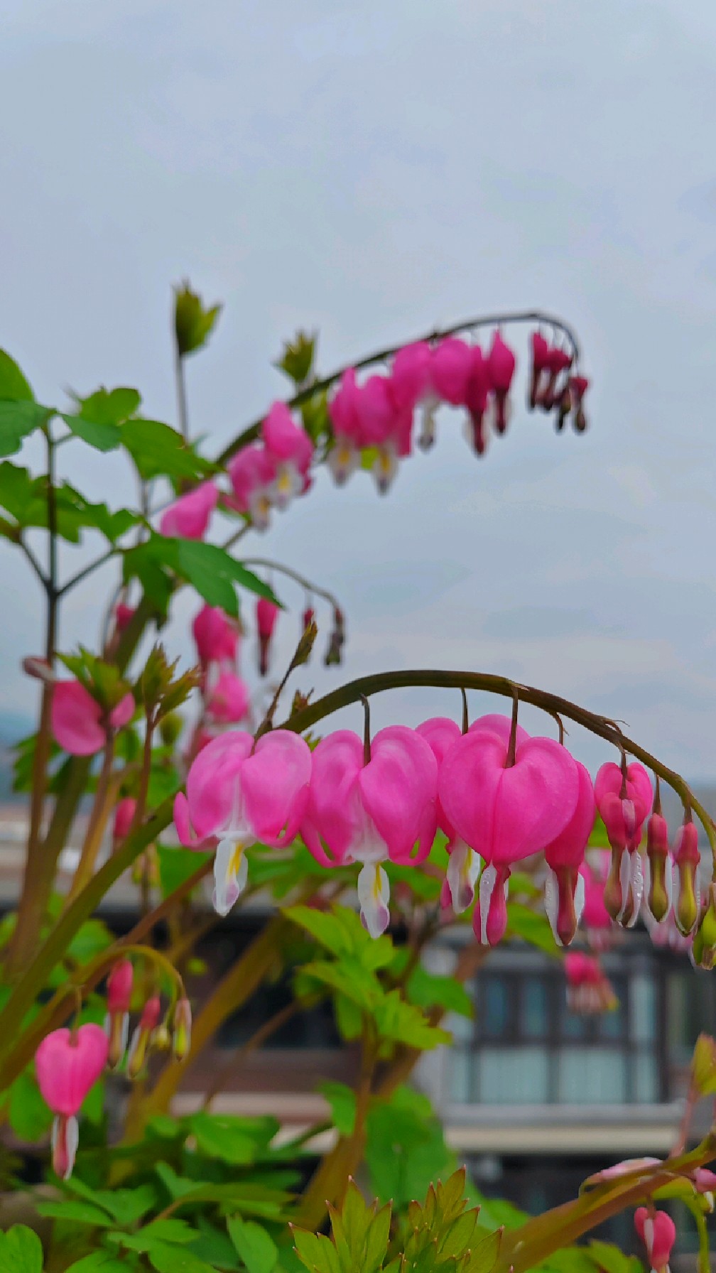 这花真的太会撩拨人心了,真后悔没早点种它-荷包牡丹!