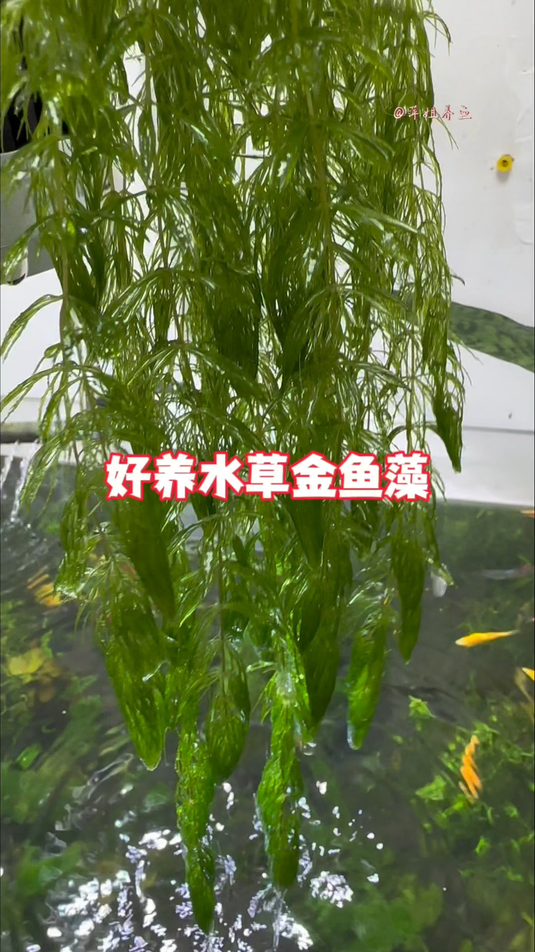 底滤鱼缸怎样种植水草图片