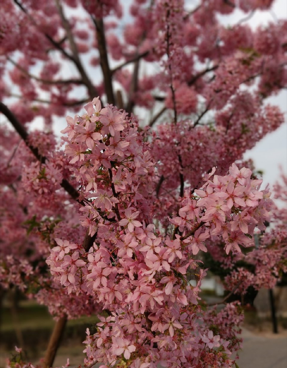 木兰花慢   携外子游园有感 见樱花烂漫,抬眼望,最清明.