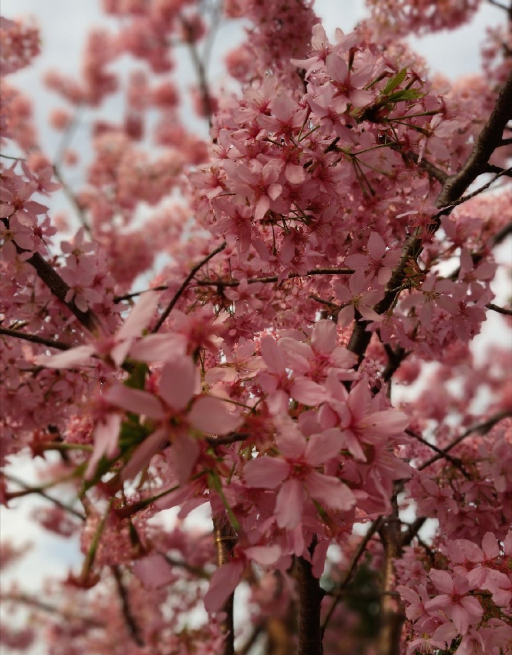 木兰花慢   携外子游园有感 见樱花烂漫,抬眼望,最清明.