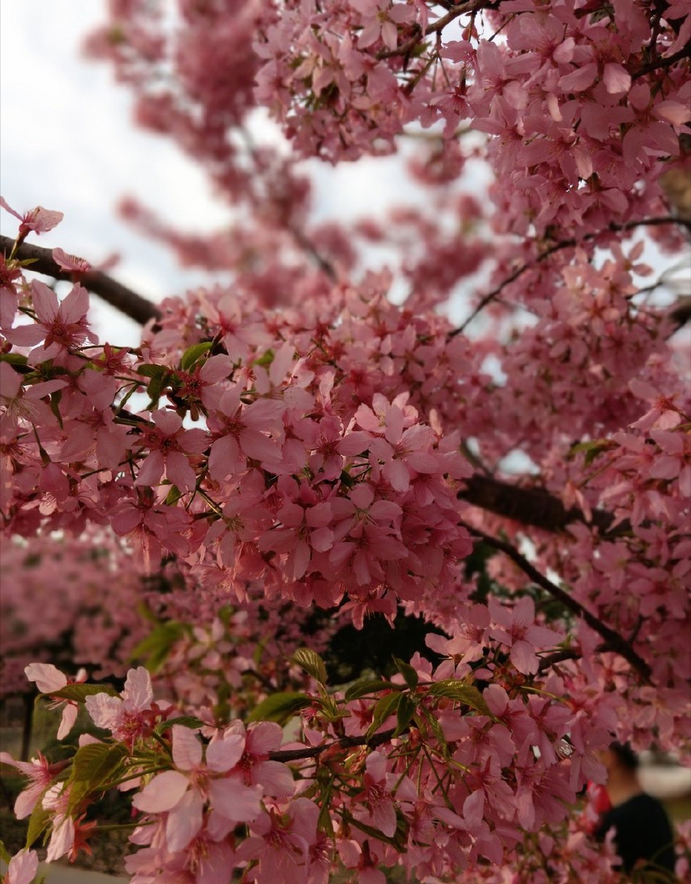 木兰花慢   携外子游园有感 见樱花烂漫,抬眼望,最清明.
