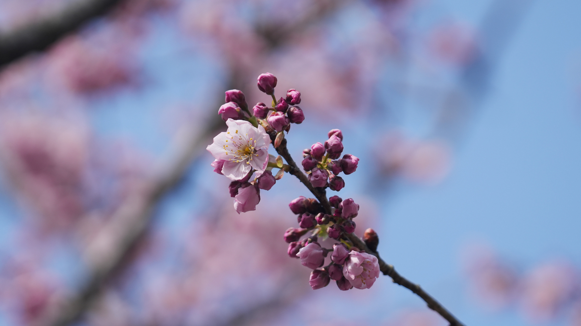 椿寒樱花图片