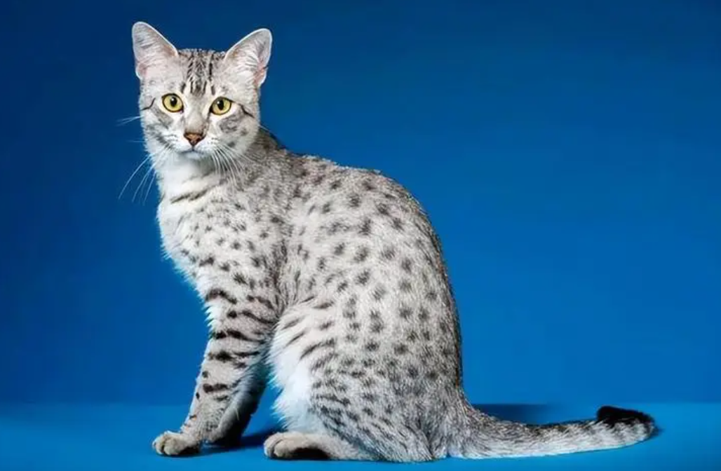埃及猫的性格怎么样